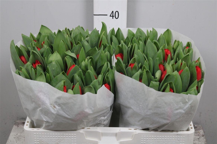 <h4>Tu En Escape</h4>