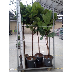 Ficus lyrata