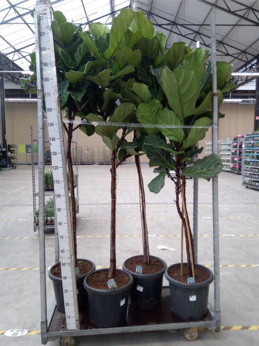 <h4>Ficus lyrata</h4>