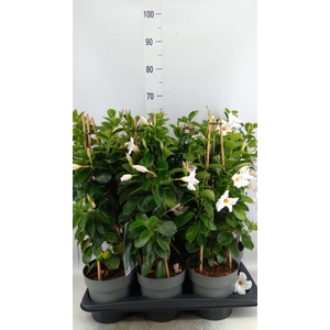 Mandevilla am. 'Diaman Jade White'