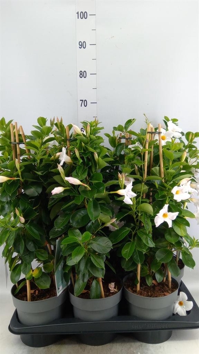 <h4>Mandevilla am. 'Diaman Jade White'</h4>