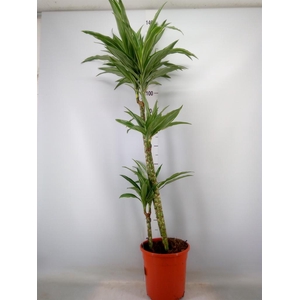 Dracaena fr de 'Warneckei'