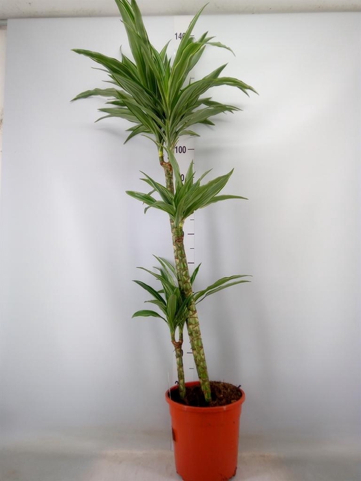 <h4>Dracaena fr de 'Warneckei'</h4>