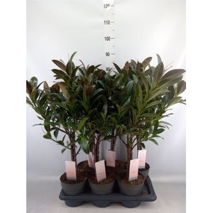 Ficus elastica 'Melany'