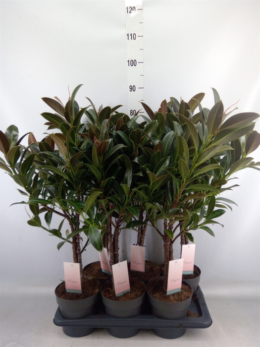 <h4>Ficus elastica 'Melany'</h4>