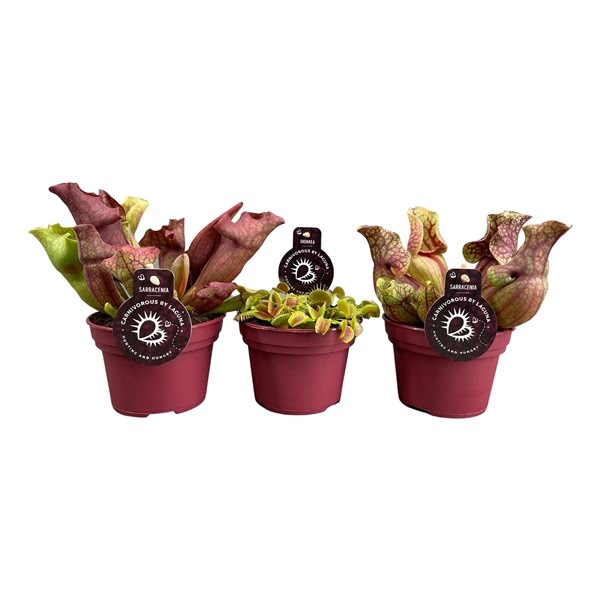 <h4>Vleesetende planten mix | 4 Sarracenia laag , 2 Dionaea</h4>