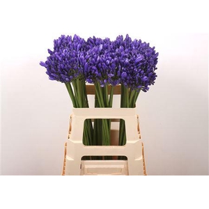 AGAP EYFORI BLUE