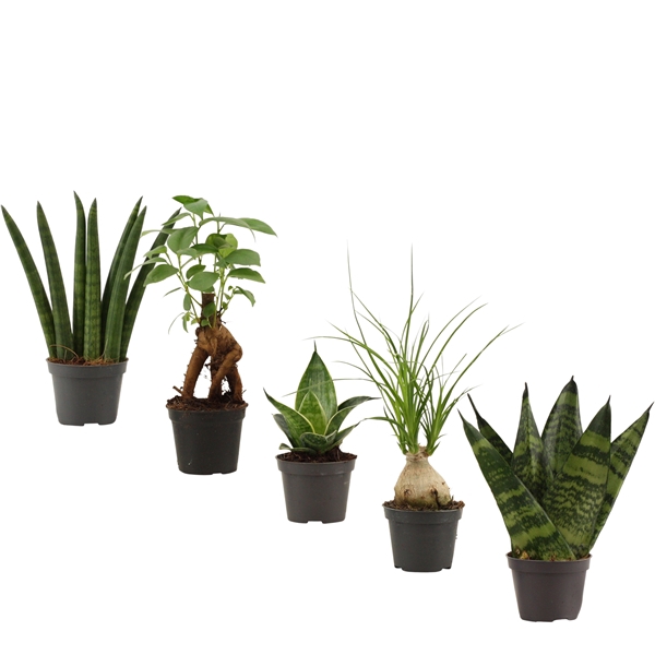 <h4>Groenmix mini</h4>