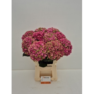 Hydr M Coral PINK  GROWER DIRECT