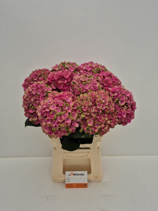 <h4>Hydr M Coral PINK  GROWER DIRECT</h4>