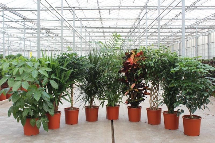 <h4>Mixkar 1425</h4>