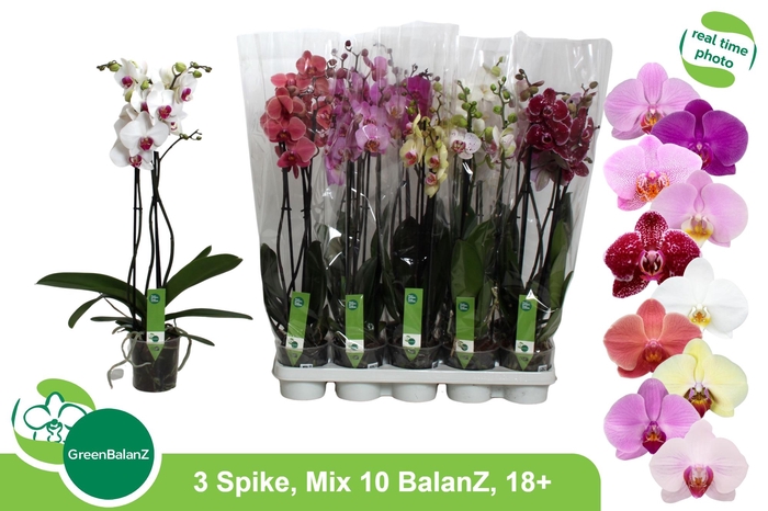 <h4>PHAL GEM 10 KL</h4>