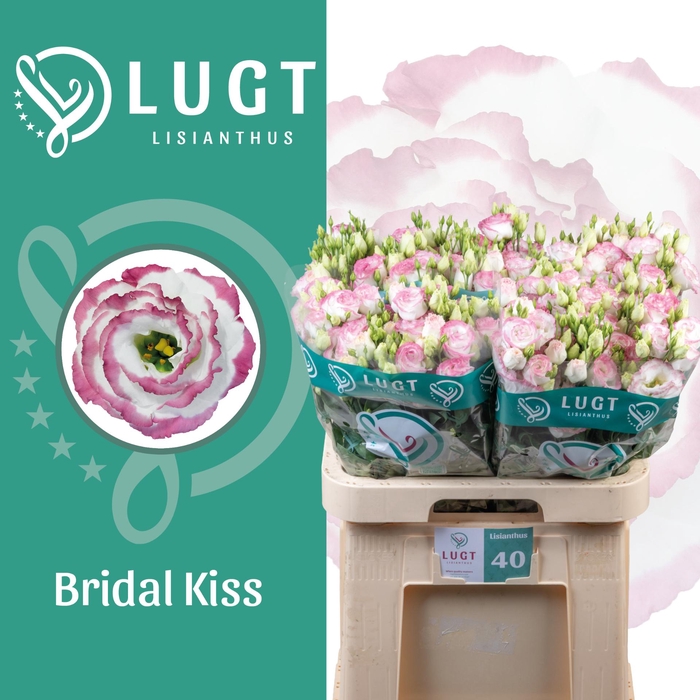 <h4>Lisianthus Croma Bridal Kiss</h4>