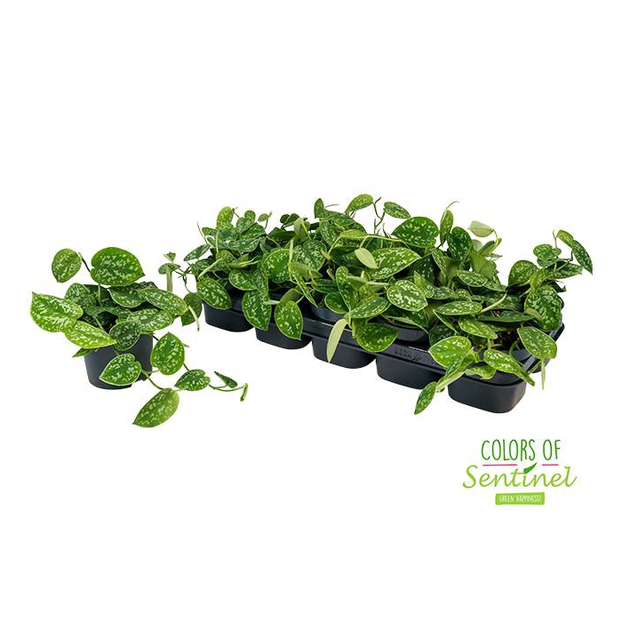<h4>Scindapsus Pictus Argyraeus 12Ø 25cm</h4>