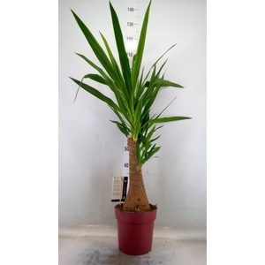 Yucca elephantipes   ...