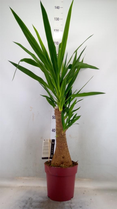 <h4>Yucca elephantipes ...</h4>