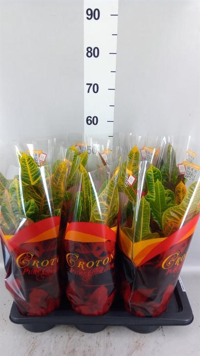 <h4>Codiaeum var. GR 'Excellent'</h4>