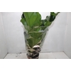 ANTHURIUM PLOWMANII P19
