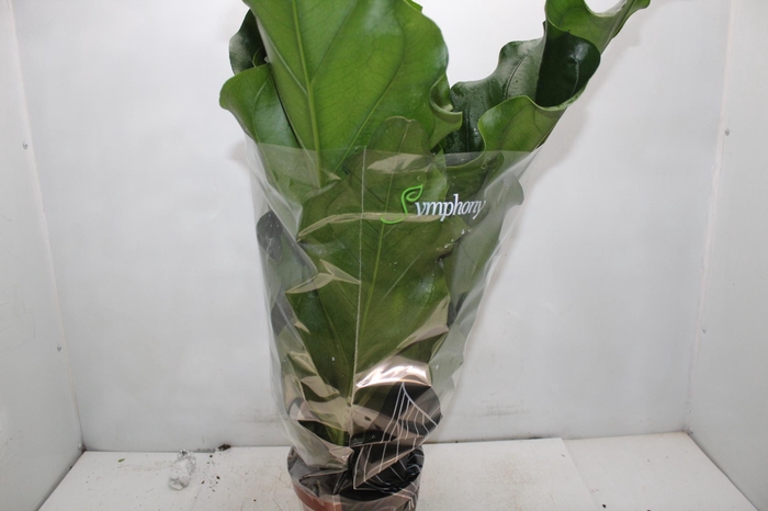 ANTHURIUM PLOWMANII P19