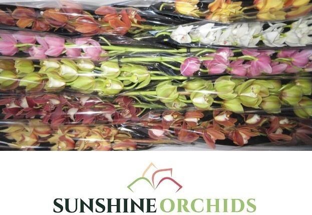 <h4>CYMB MI GEM</h4>