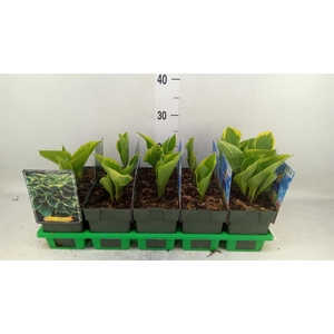 Hosta fortunei 'Aureomarginata'