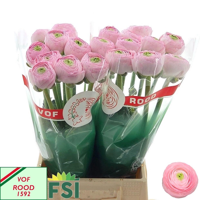 <h4>RAN REAL MARLEENE</h4>