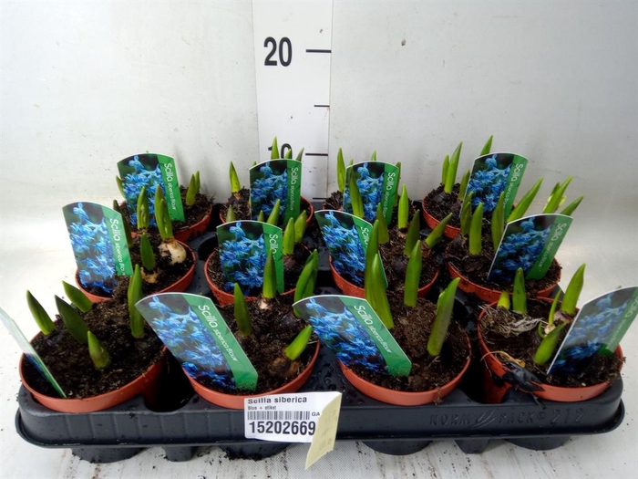 <h4>Scilla siberica</h4>