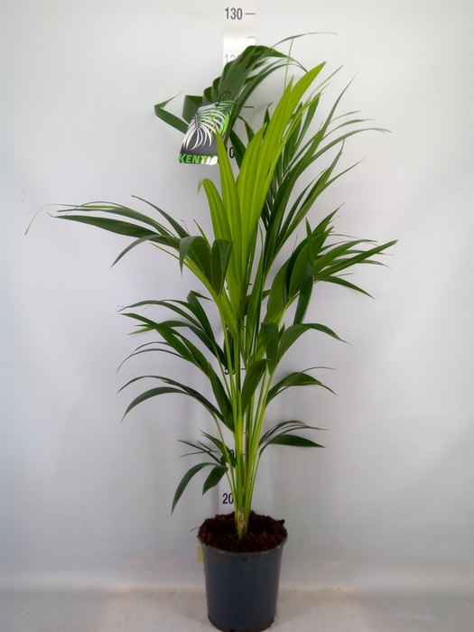<h4>Howea forsteriana</h4>