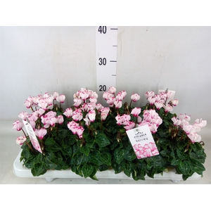 Cyclamen KL 'Metis Victoria Outsta'
