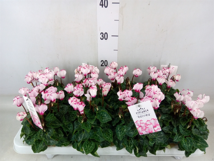 <h4>Cyclamen KL 'Metis Victoria Outsta'</h4>