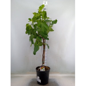 Ficus carica