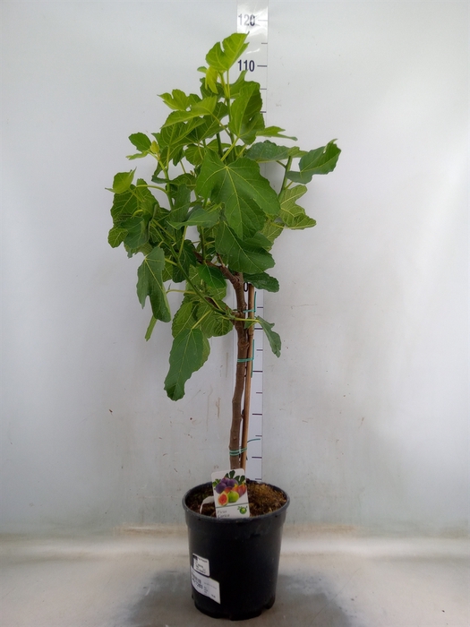 <h4>Ficus carica</h4>