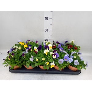 Viola corn.   ...mix