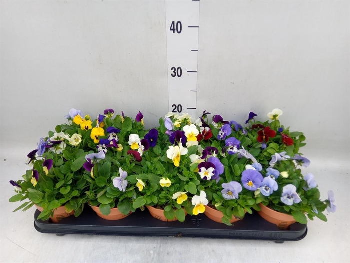 <h4>Viola corn.   ...mix</h4>