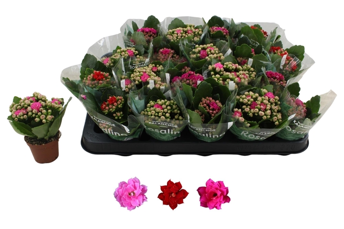 arr8 Kal Ge Ro Gem 3 Kl