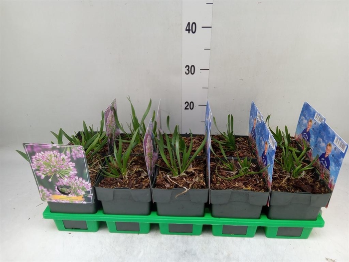 <h4>Allium  'Millenium'</h4>