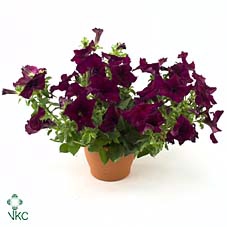 Petunia Viva Burgundy