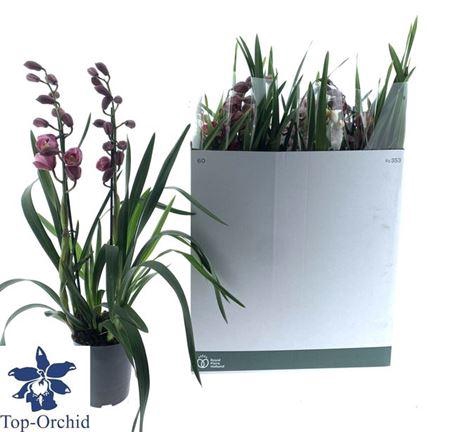 <h4>Cymbidium Gemengd 2 Tak</h4>