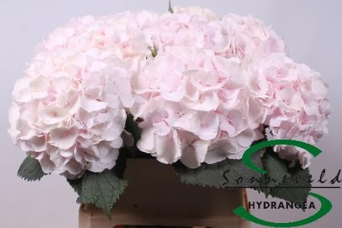 <h4>HYDR M CH SW VERENA</h4>