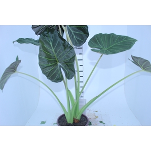 ALOCASIA POLLY P23