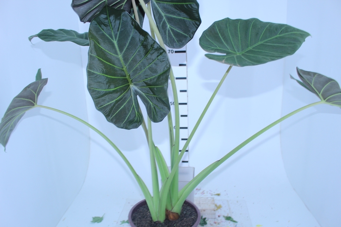 ALOCASIA POLLY P23