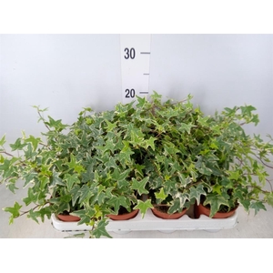 Hedera helix 'Mona Lisa'