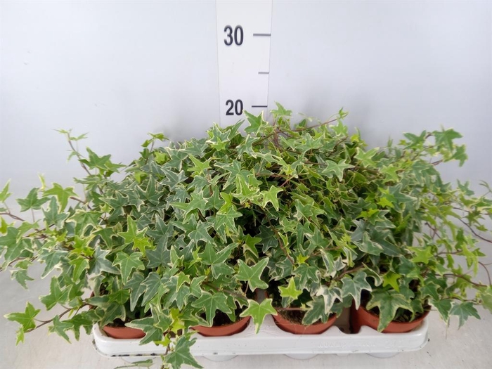 <h4>Hedera helix 'Mona Lisa'</h4>