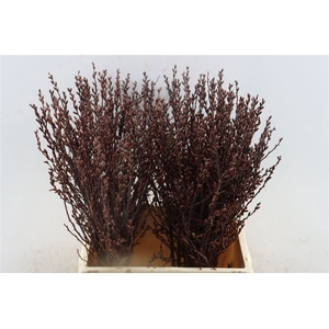 Myrica Gagel 45 Cm P/tk