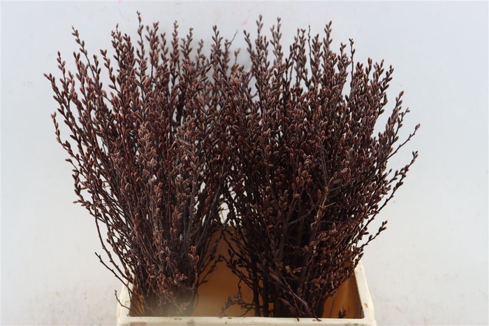 <h4>Myrica Gagel 45 Cm P/tk</h4>