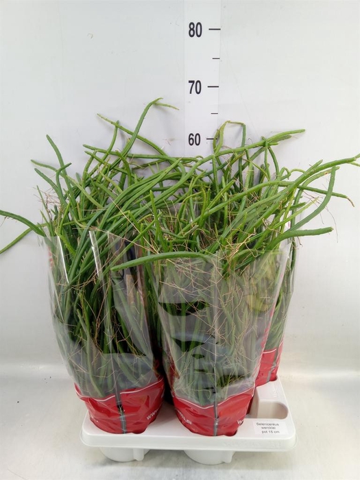 <h4>Rhipsalis   ...</h4>