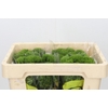 Dianthus Br Kiwi Mellow