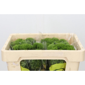 Dianthus Br Kiwi Mellow