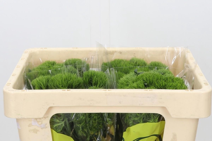 <h4>Dianthus Br Kiwi Mellow</h4>