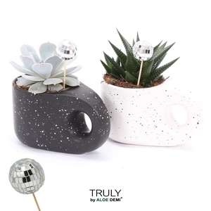 TRULY succulent, Penguin pot Disco